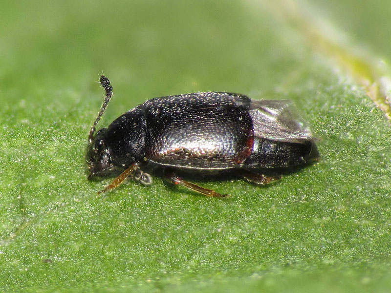 Staphylinidae ?  S, Proteinus sp.